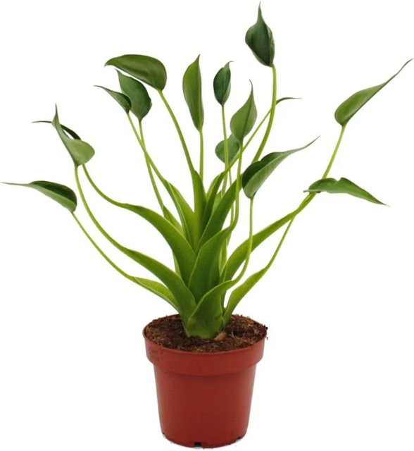 Exotenherz Alocasia Tiny Dancer Pfeilblatt Tropenwurz Zimmerpflanze im 12 cm Topf - Bild 1