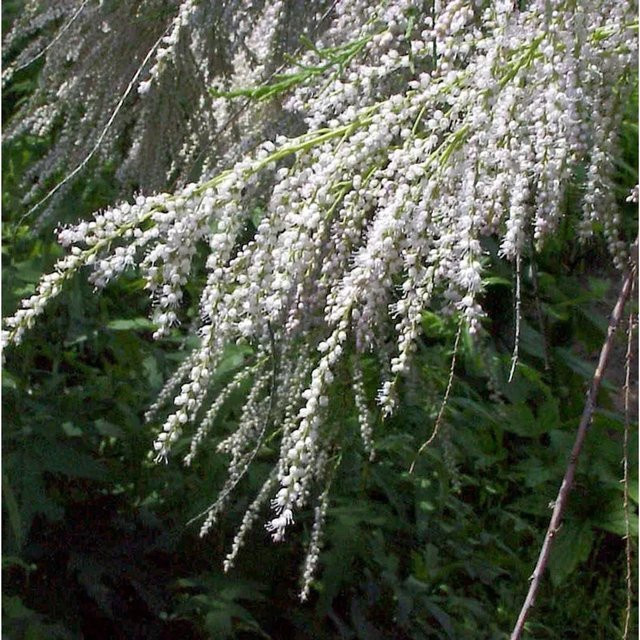 Sommertamariske Tamarix ramosissima Strauch in Pink/Rot, Höhe: 60-80 cm - Bild 1