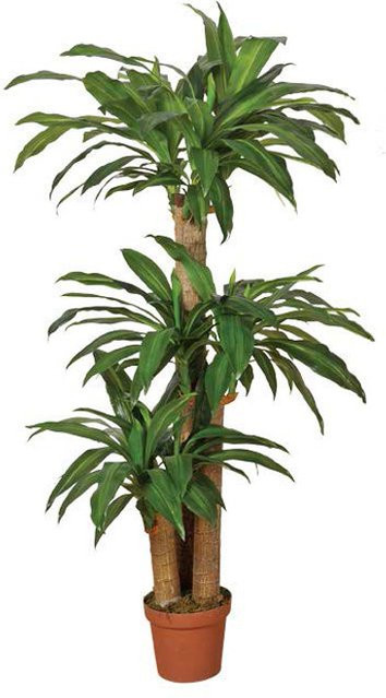 Intergard Kunstpflanze Dracena in Grün, Höhe: 145 cm - Bild 1