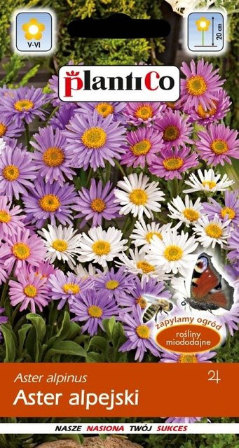 PLANTICO Alpine Aster Blumensamen für den Garten, mehrjährige lila Pflanze, 0,3 g - Bild 1
