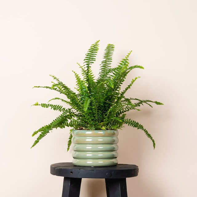 Keramik Übertopf Bogen von BLUME2000 in Mint Green, Tischtopf, Höhe: 11,5 cm, Breite: 13,5 cm, Tiefe: 13,5 cm - Bild 1