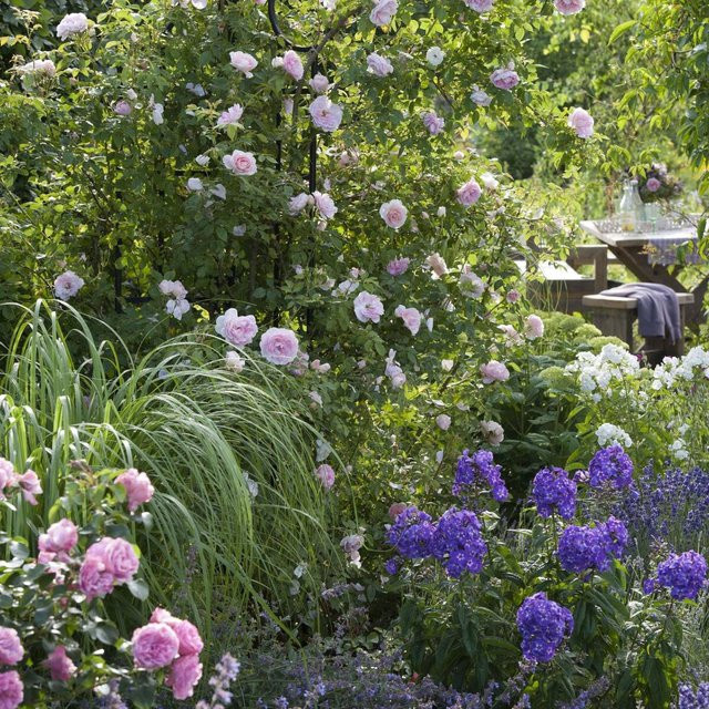 Rosenbeet Leonardo's Blütenkunst von Mein schöner Garten Shop, 7 mehrjährige Pflanzen in Rosa, Weiß, Violett und Mehrfarbig - Bild 1