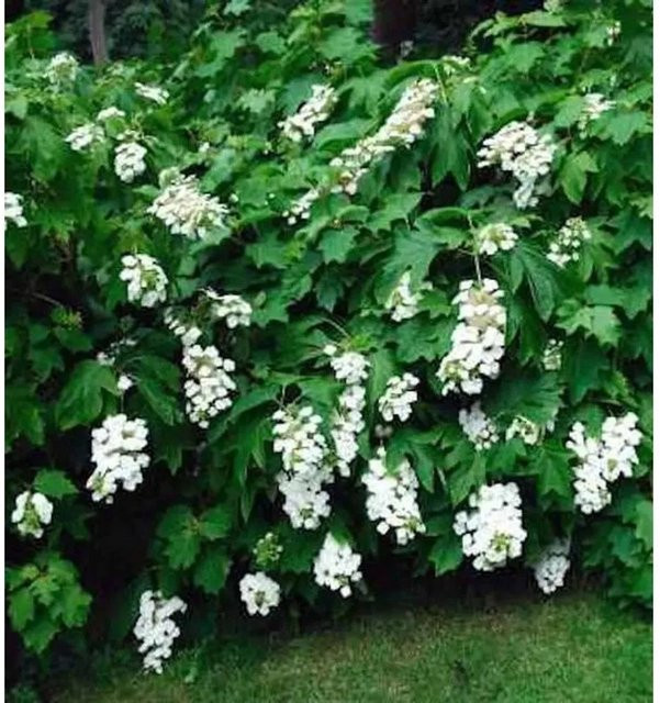 Eichenblättrige Hortensie Tennessee Clone Hydrangea quercifolia, weiß, Höhe: 40-60 cm - Bild 1