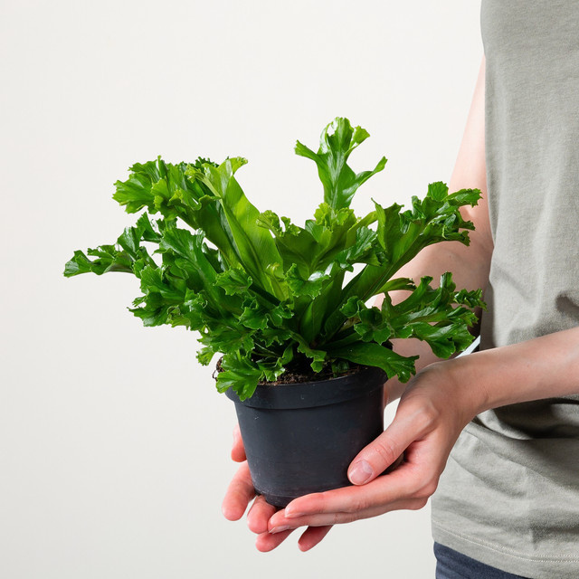 3er Set Asplenium Leslie Zimmerpflanze in Grün mit rosettenartigen Blättern von BLUME2000 - Bild 1