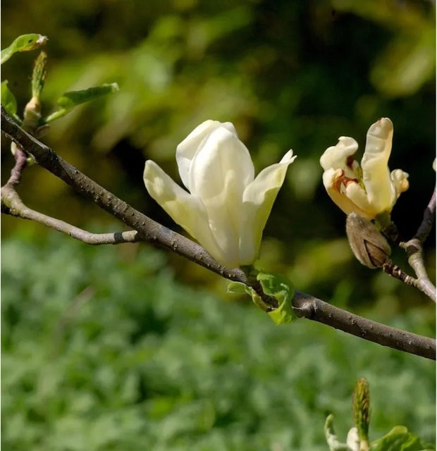 Magnolia Daphne gelber Zierstrauch von Nr-01.de, Höhe: 100-125 cm - Bild 1