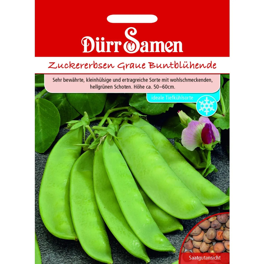 Dürr Zuckererbsen Saatgut Graue Buntblühende Samen - Bild 2