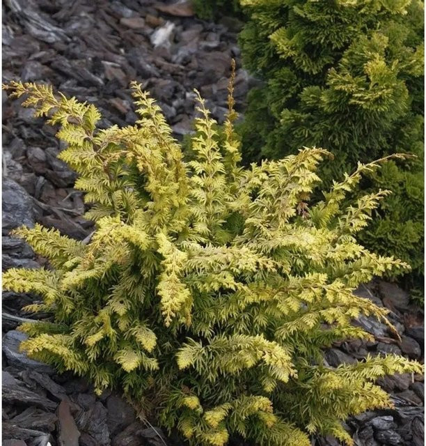 Hinoki Zypresse Fernspray Gold Chamaecyparis obtusa von Nr-01.de - Bild 1