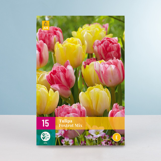 BLUME2000 Gefüllte Frühe Tulpen Foxtrot Mix Blumenzwiebeln, 15 Stück - Bild 1