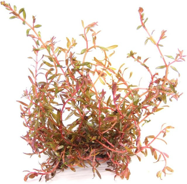 Dennerle Rotala spec. Aquariumpflanze in Rot (30-50 cm) - Bild 1