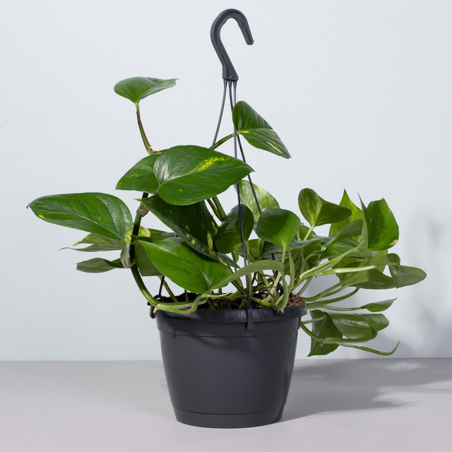Epipremnum Pinnatum Ampelpflanze von BLUME2000 in Blaugrün - Bild 1