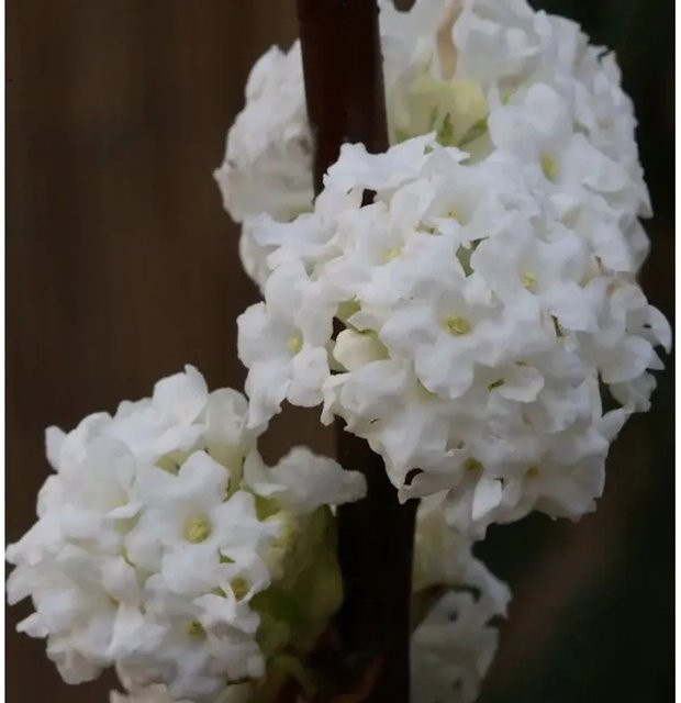 Winter Duftschneeball Viburnum farreri Candidissimum in Weiß und Rosa, Höhe: 40-60 cm - Bild 1