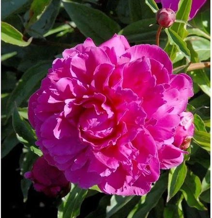 Edelpfingstrose Inspecteur Lavergne Paeonia actiflora in Pink
