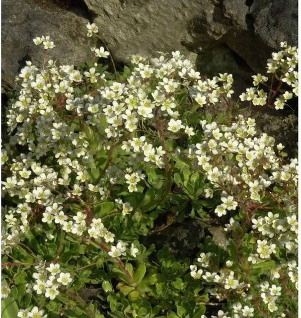 Immergrüner Steinbrech Portae Saxifraga paniculata mit weißen Blüten von Nr-01.de - Bild 1