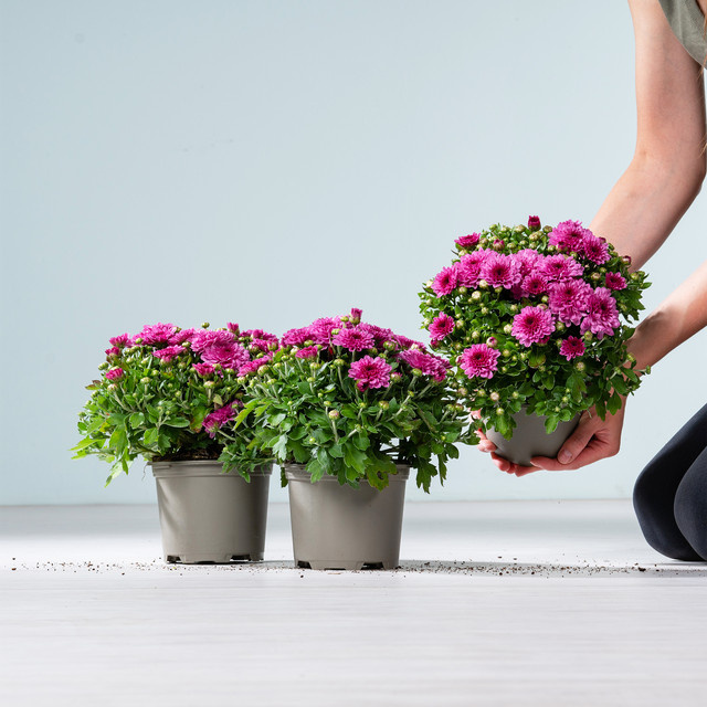 3er Set Chrysantheme Garden Mums von BLUME2000, rosafarbene Staude für Balkon oder Terrasse - Bild 1