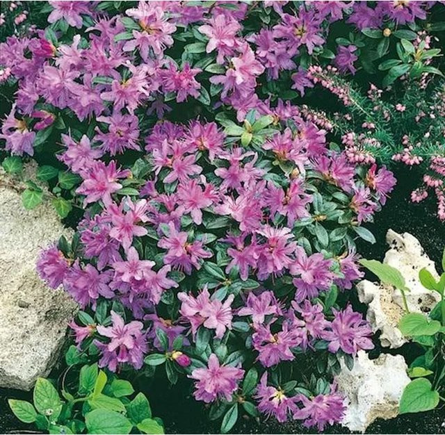 Zwerg Rhododendron Moerheim Rhododendron impeditum in Pink, 20-25 cm Höhe - Bild 1