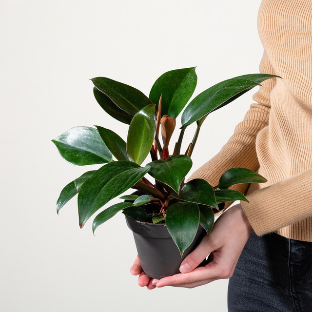 Philodendron Red Congo Zimmerpflanze von BLUME2000 in Grün und Rot - Bild 1