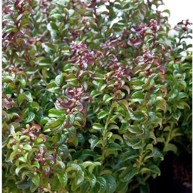 Leucothoe fontanesiana Traubenheide Makijaz grüner Strauch, Topfgröße 30-40 cm - Bild 1