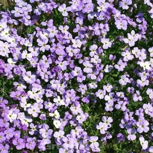 Aubrieta cultorum Blaukissen für Garten und Steingärten in Blau und Violett - Bild 1
