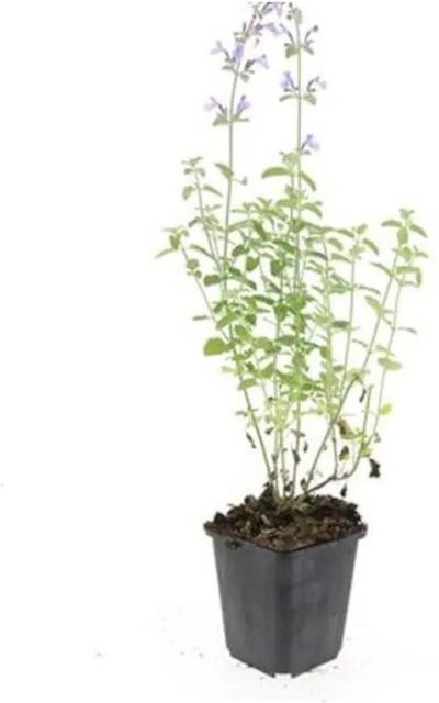 Exotenherz Katzenminze Nepeta Faassenii Walkers Low Set mit 6 pflegeleichten Stauden im 9cm Topf in Blau, Grau und Violett - Bild 1