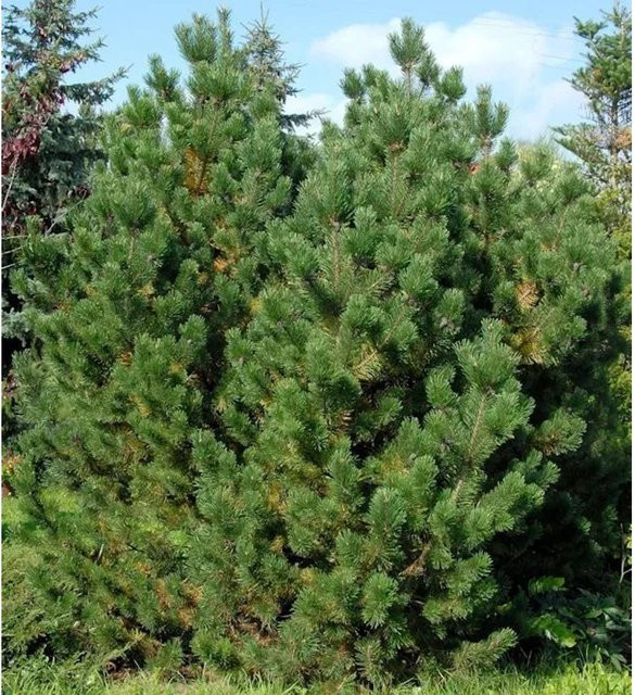 Bergkiefer Pinus mugo als Zierstrauch von Die Nr-01.de, grün, Höhe: 80-100 cm - Bild 1