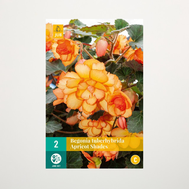 Knollenbegonie Apricot Shades von BLUME2000, 2 Knollen - Bild 1