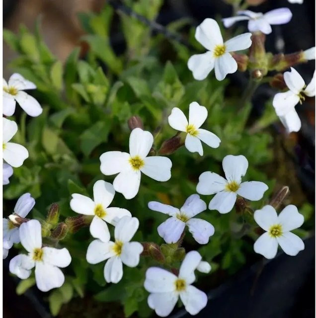 Aubrieta deltoidea Griechisches Blaukissen Weiß als mehrjährige Pflanze für Garten und Kübel - Bild 1