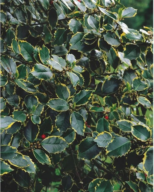 Ilex Aquifolium Rubricaulis Aurea Buntlaubige Stechpalme als Heckenpflanze, Höhe: 175–200 cm - Bild 1
