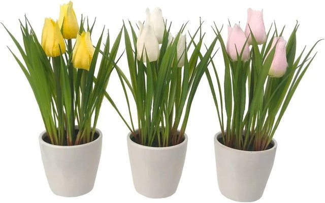 Boltze Topfpflanze Daisy in Pink, Weiß, Gelb und Multicolour, 3er-Set - Bild 1