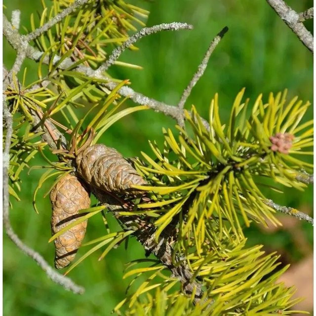 Banks Kiefer Pinus banksiana als grüner Strauch für deinen Garten, Höhe: 70-80 cm - Bild 1