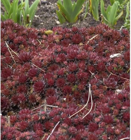 Dachwurz Noir Sempervivum cultorum in Schwarz von Nr-01.de