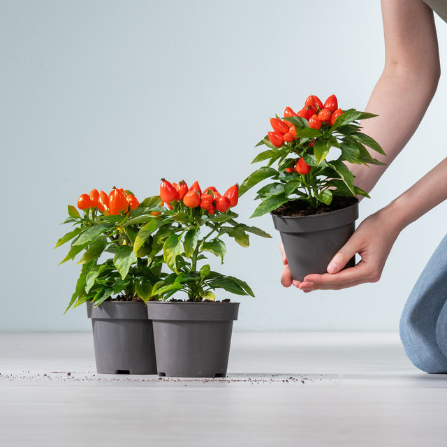 BLUME2000 Zierpaprika Capsicum annuum Orange, 3 Stück - Bild 1