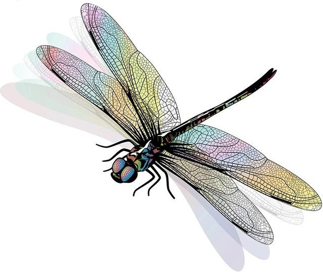 Wasserdichter Libellen Wandaufkleber für Badezimmer, Wohnzimmer und Kühlschrank, Motiv Insekten, Mehrfarbig, Längste Seite: 10 cm - Bild 1