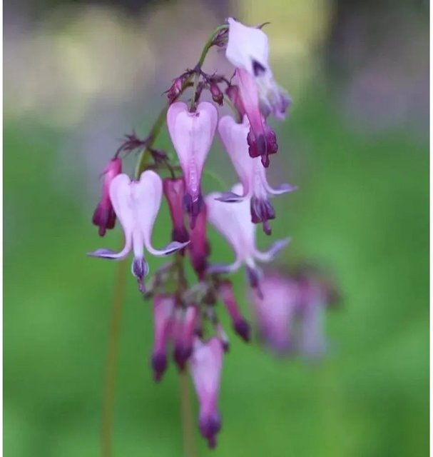 Dicentra eximia Zwergherzblume in Pink als mehrjährige Staude für Staudenbeete und die Unterpflanzung von Gehölzen - Bild 1