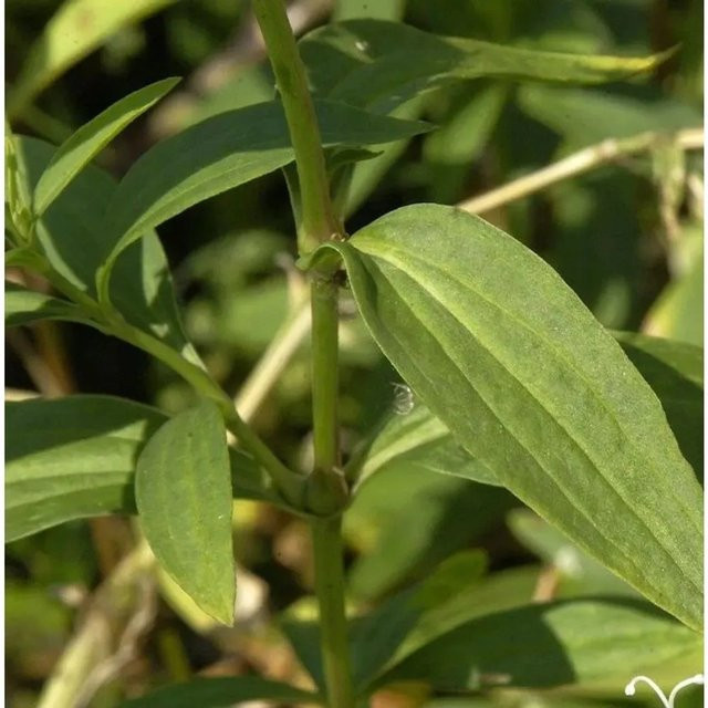 Gewöhnliches Seifenkraut Alba Plena Saponaria officinalis als grüne Staude für Stauden- und Naturgärten - Bild 1