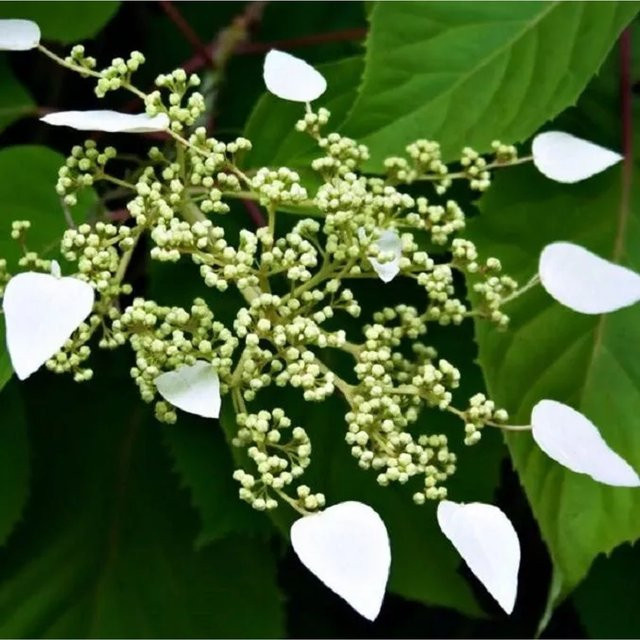 Arborix Spalthortensie Schizophragma hydrangeoides Laubabwerfender Strauch in Weiß und Grün, Höhe: 60 bis 80 cm - Bild 1