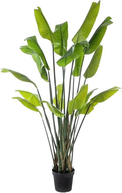 Künstliche Strelitzia Clemens von Aplanta, grüne Zimmerpflanze, Höhe: 200 cm - Bild 1