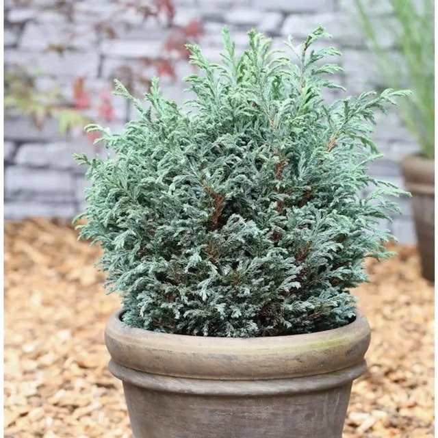 Scheinzypresse Blue Moon Chamaecyparis pisifera in Blau, Höhe: 25-30 cm - Bild 1