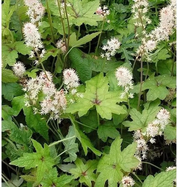 Tiarella aciniata Zipfelblättrige Garten Schaumblüte Pink Schmuckstaude - Bild 1