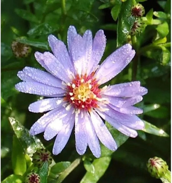 Aster cordifolius Schleieraster Blütenregen in Lila als mehrjährige Pflanze im Topf - Bild 1