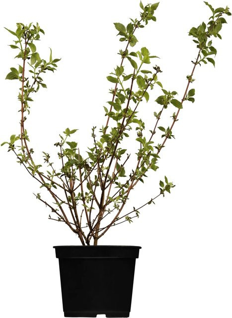 OBI Gartenjasmin Schneesturm Philadelphus weiß Blütenstrauch Höhe: 50-60 cm - Bild 1