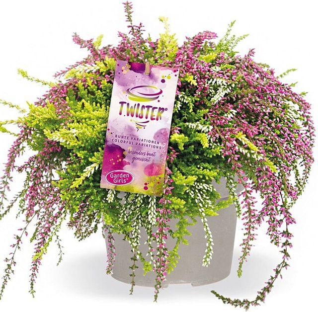 Calluna Knospenheide Rasta Twister im 13 cm Topf - Bild 1