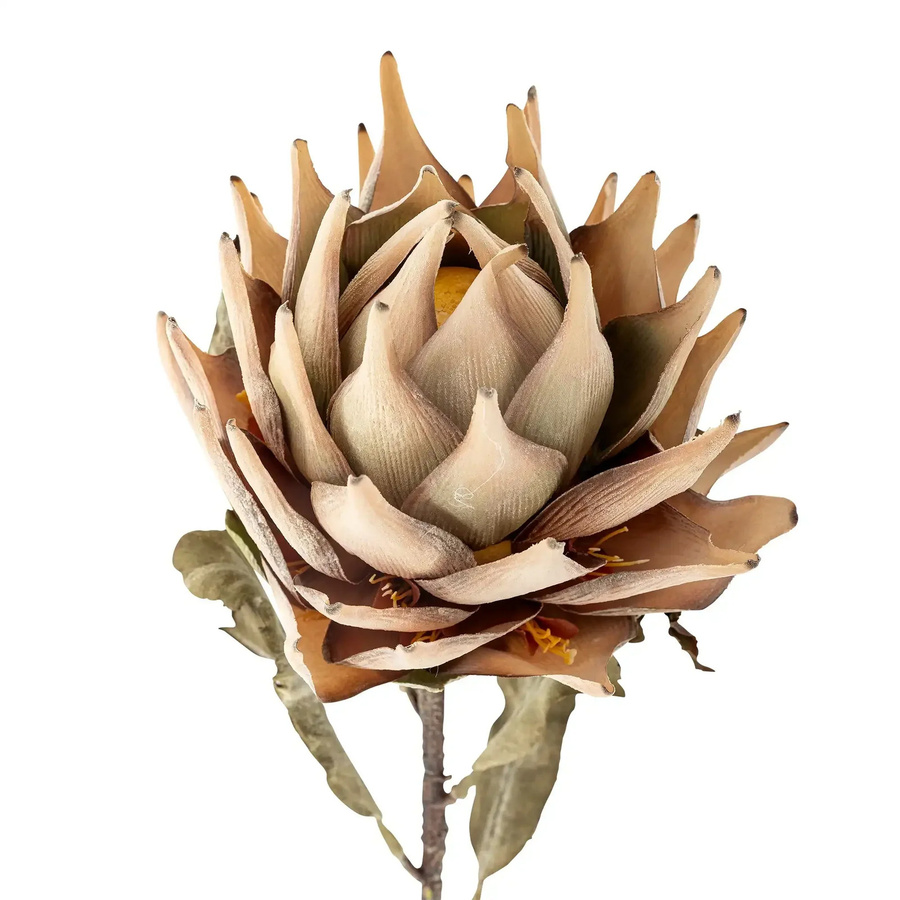 Bloomingville Protea Blume in Beige, Höhe: 20 cm, Breite: 20 cm, Tiefe: 1 cm - Bild 1