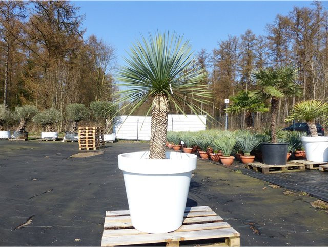 Yucca Rostrata von Grünwaren in Weißem Pflanzkübel, Höhe: 180 cm, Stammhöhe: 70 cm, Durchmesser: 80 cm, winterhart - Bild 1