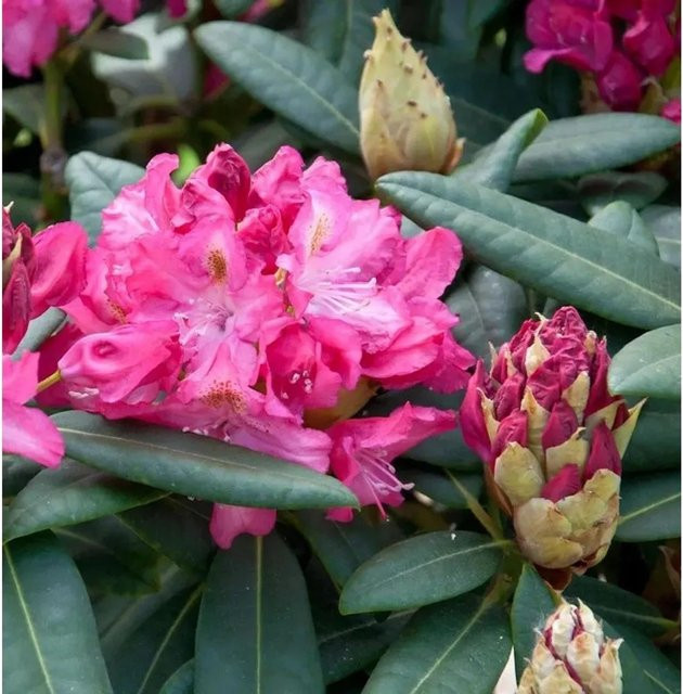 INKARHO Rhododendron Fidelius Alpenrose, großblumiger Zierstrauch in Pink, Höhe: 50-60 cm - Bild 1