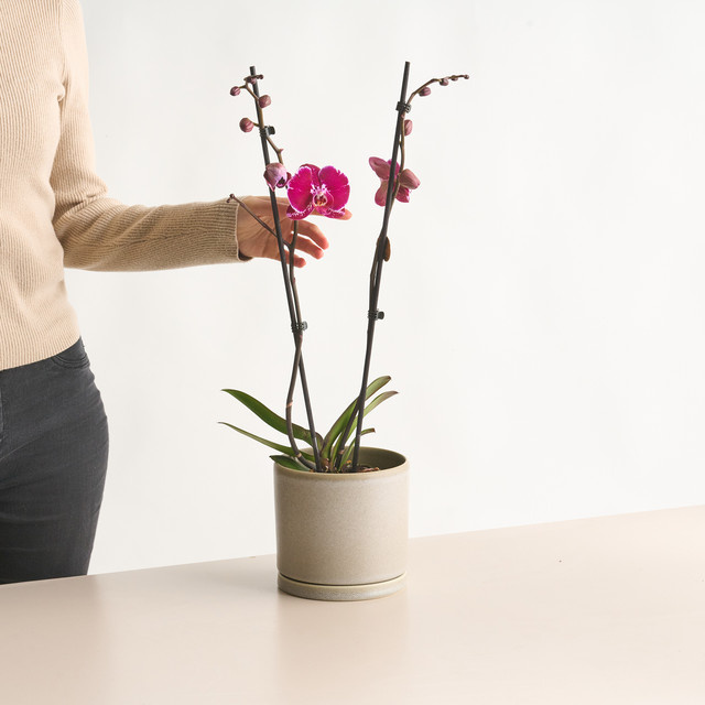 Phalaenopsis Orchidee in Lila von BLUME2000 - Bild 1