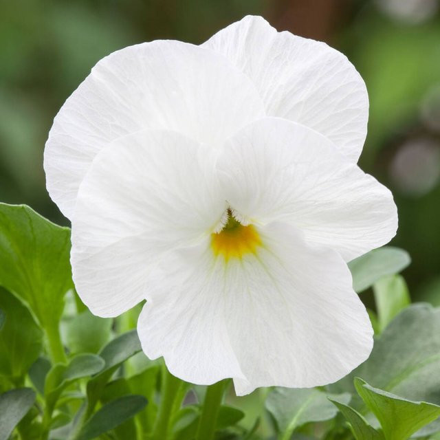 Weißes Hornveilchen als winterharte Staude von Mein schöner Garten Shop - Bild 1