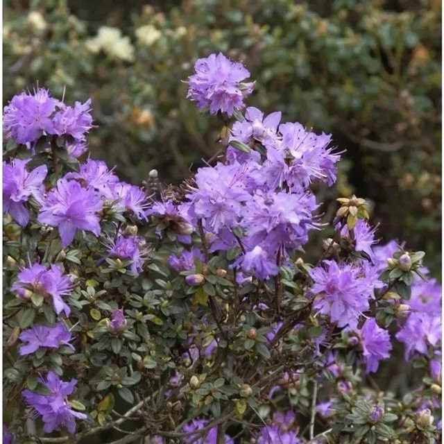Rhododendron impeditum Zwerg Alpenrose in Blau oder Violett, Höhe: 40-50 cm - Bild 1