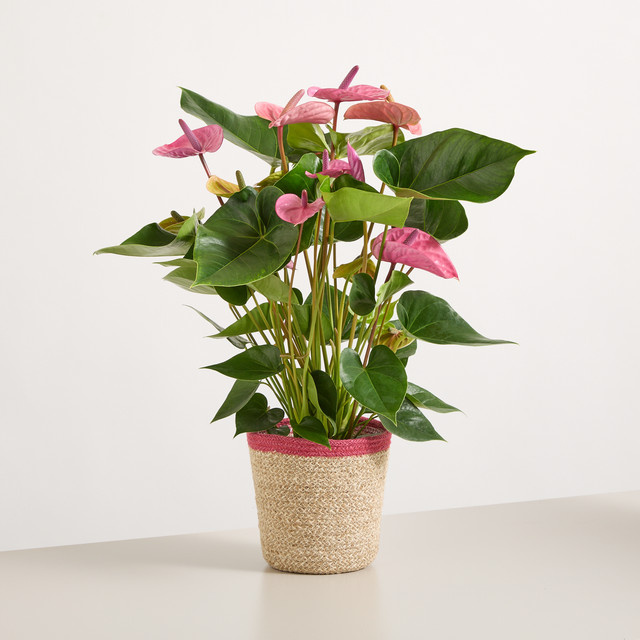 BLUME2000 Topf im Korb-Design - Bild 1