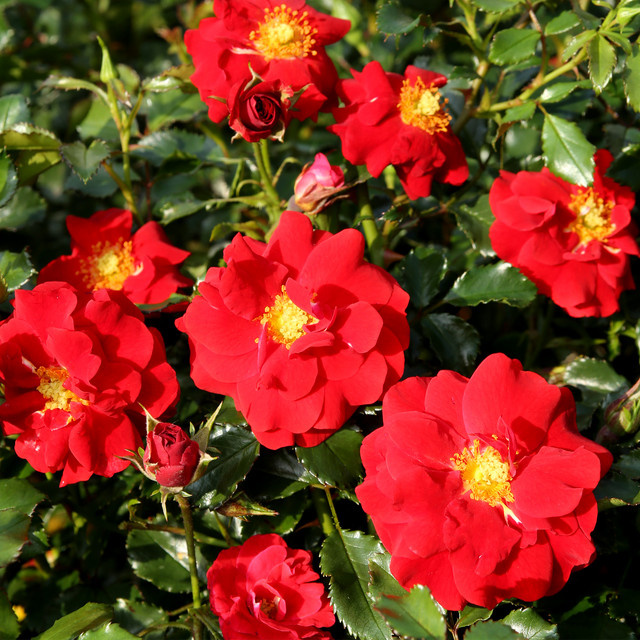 Rosen-Halbstamm Salsa von Tantau in Rosa, Höhe: 60 cm - Bild 1