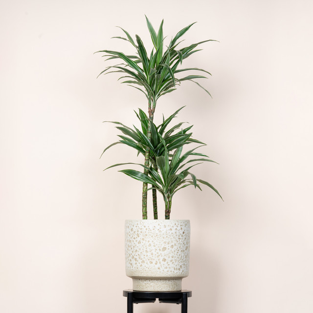 Keramik Übertopf Green Living Lavamotiv in Beige, Höhe: 26 cm - Bild 1